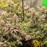 Dibbers 3x Badazz OG Cheese