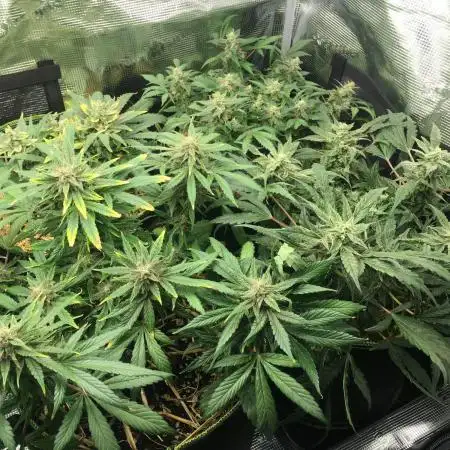 First livingsoil grow &1st in 10yr+