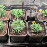 x4 Ethos Rare Capjunkie x Endgame #3