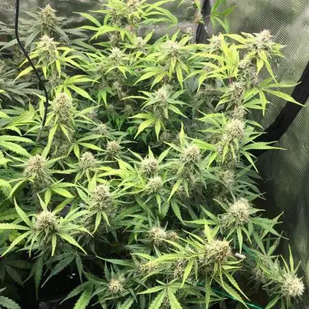 Stunted Gorilla Cookies autoflower