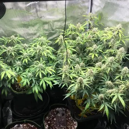 Stunted Gorilla Cookies autoflower