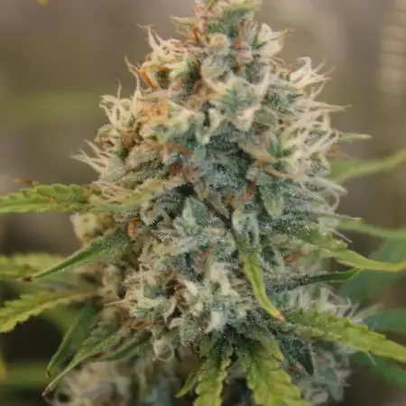 Stunted Gorilla Cookies autoflower