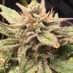 First livingsoil grow &1st in 10yr+