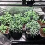 Humboldt Chunkadelic Auto