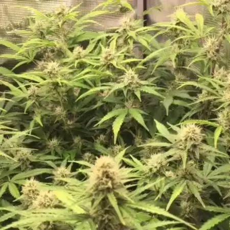 Stunted Gorilla Cookies autoflower