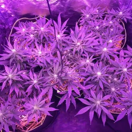 First livingsoil grow &1st in 10yr+