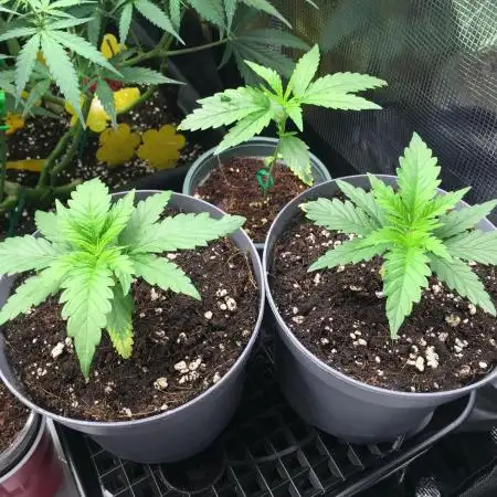Dr organics Psychoberry Cheese F2