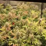 Dr organics Psychoberry Cheese F2