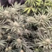 Dibbers Bubba Cheesecake