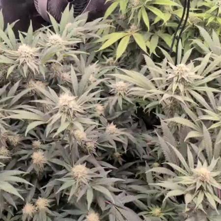 Dibbers Bubba Cheesecake