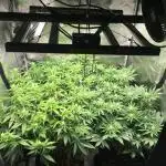 Dr organics Psychoberry Cheese F2