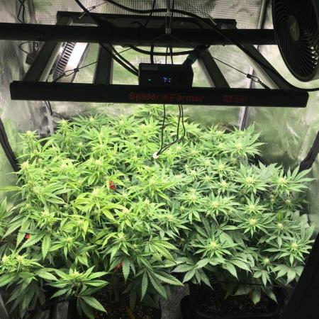 Dr organics Psychoberry Cheese F2