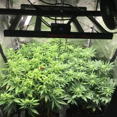 Dr organics Psychoberry Cheese F2