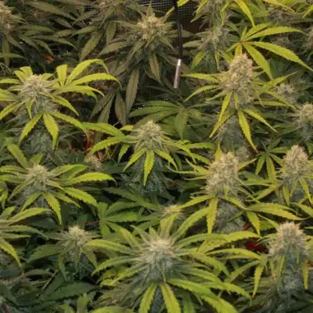 Stunted Gorilla Cookies autoflower
