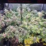 Dr organics Psychoberry Cheese F2