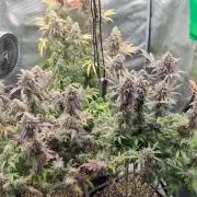 Dibbers 3x Badazz OG Cheese