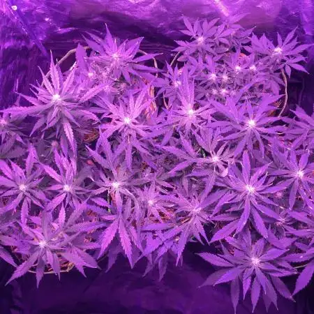 First livingsoil grow &1st in 10yr+