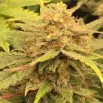First livingsoil grow &1st in 10yr+