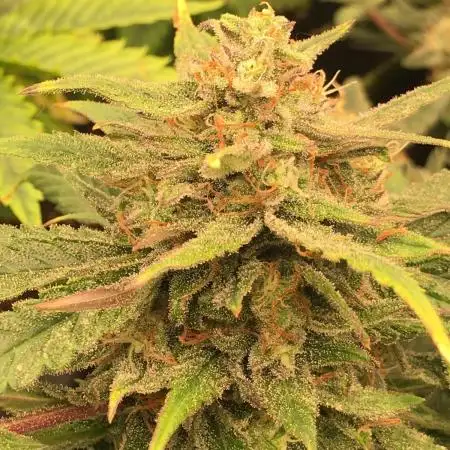 First livingsoil grow &1st in 10yr+