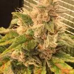 Stunted Gorilla Cookies autoflower