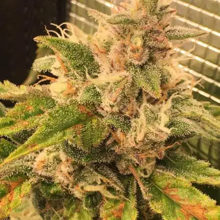 Stunted Gorilla Cookies autoflower