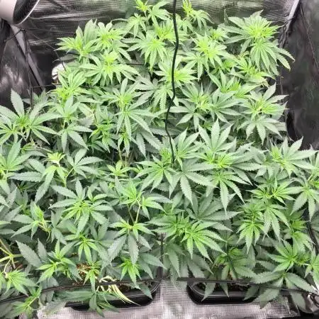 Dr organics Psychoberry Cheese F2
