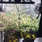 Dr organics Psychoberry Cheese F2