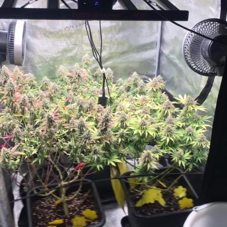 Dr organics Psychoberry Cheese F2