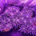 First livingsoil grow &1st in 10yr+