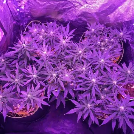 First livingsoil grow &1st in 10yr+