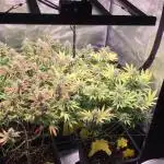 Dr organics Psychoberry Cheese F2