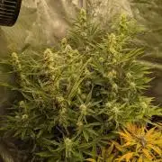 Humboldt Chunkadelic Auto