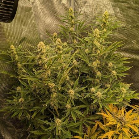 Humboldt Chunkadelic Auto