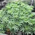 Dr organics Psychoberry Cheese F2