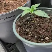 Dibbers 5x Ethos Dip n Stax