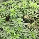 Dr organics Psychoberry Cheese F2
