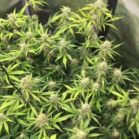 Stunted Gorilla Cookies autoflower