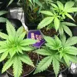 Dr organics Psychoberry Cheese F2