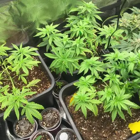 Dr organics Psychoberry Cheese F2