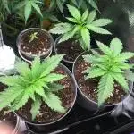 Dr organics Psychoberry Cheese F2