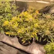 Dibbers 3x Sour Crinkle