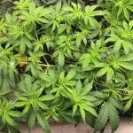 Caramel Autoflower