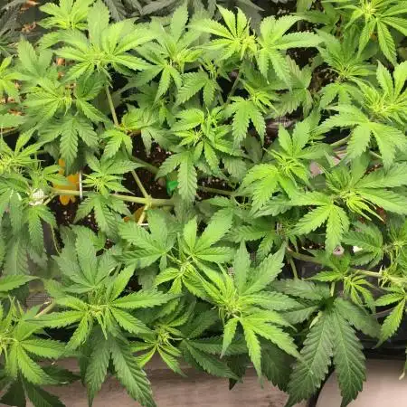 Caramel Autoflower