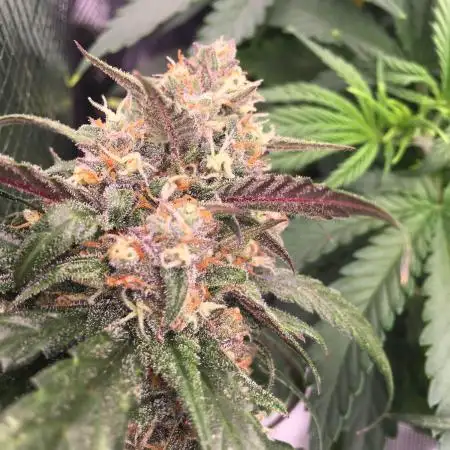 First livingsoil grow &1st in 10yr+