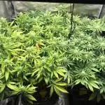 Dr organics Psychoberry Cheese F2