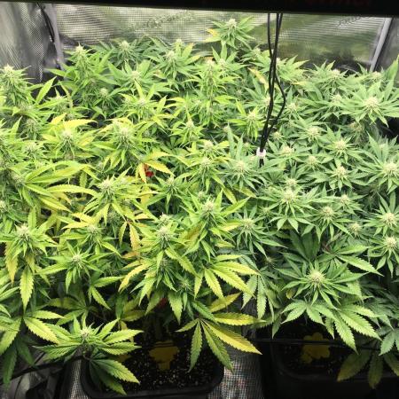 Dr organics Psychoberry Cheese F2
