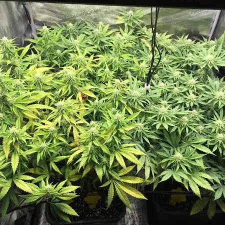 Dr organics Psychoberry Cheese F2