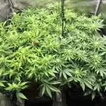 Dr organics Psychoberry Cheese F2