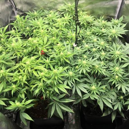 Dr organics Psychoberry Cheese F2