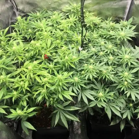 Dr organics Psychoberry Cheese F2